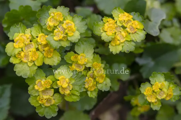 Fokus-Natur Bild