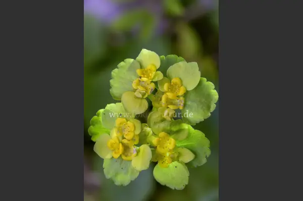Fokus-Natur Bild