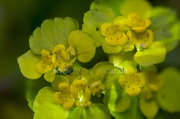 Fokus-Natur Bild
