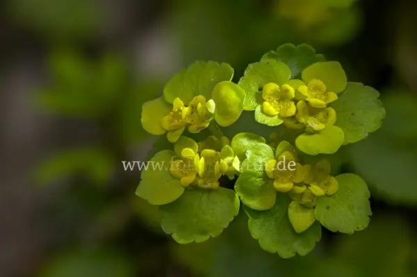 Fokus-Natur Bild