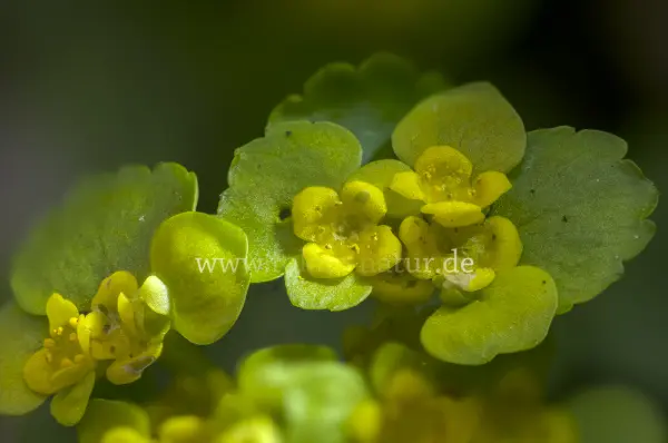 Fokus-Natur Bild