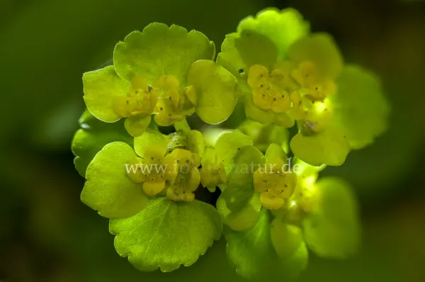 Fokus-Natur Bild