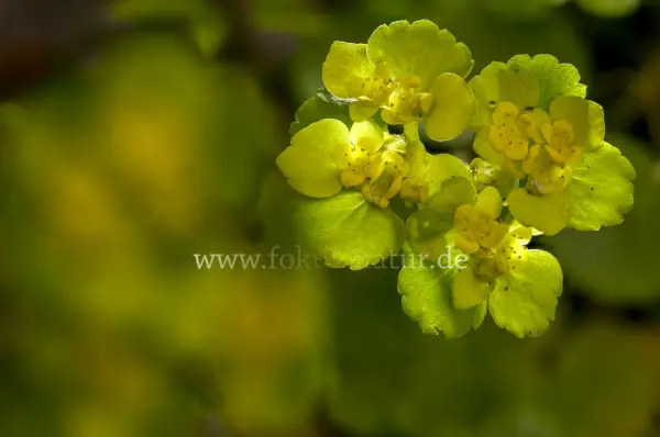 Fokus-Natur Bild