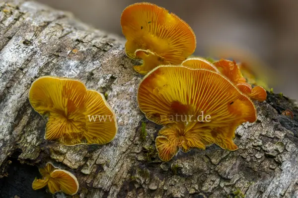 Fokus-Natur Bild