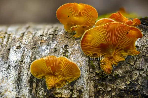 Fokus-Natur Bild