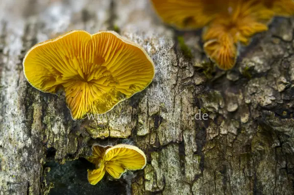 Fokus-Natur Bild