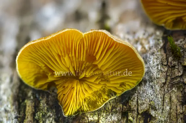 Fokus-Natur Bild