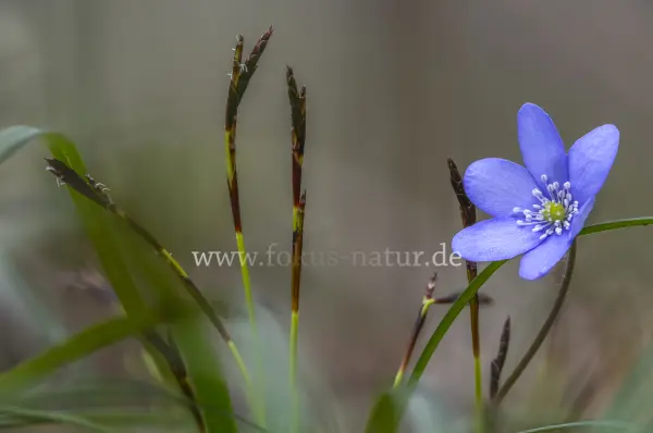 Fokus-Natur Bild