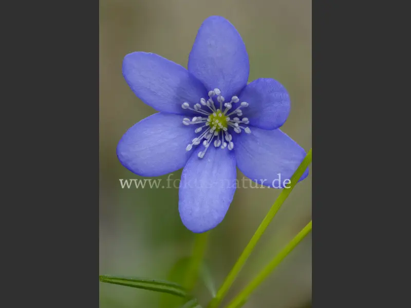 41799s