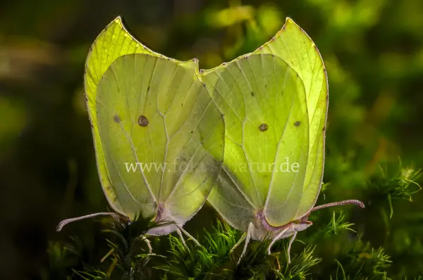 Fokus-Natur Bild