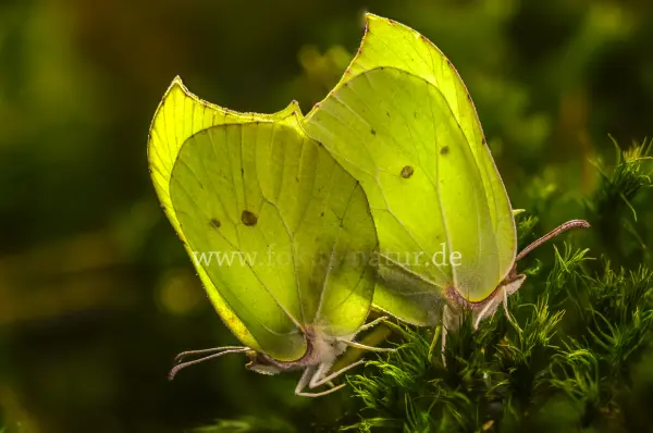 Fokus-Natur Bild