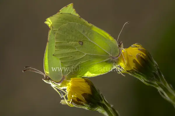 Fokus-Natur Bild