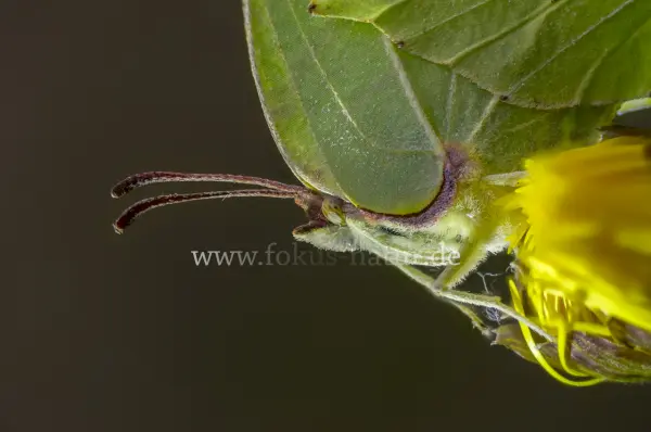 Fokus-Natur Bild