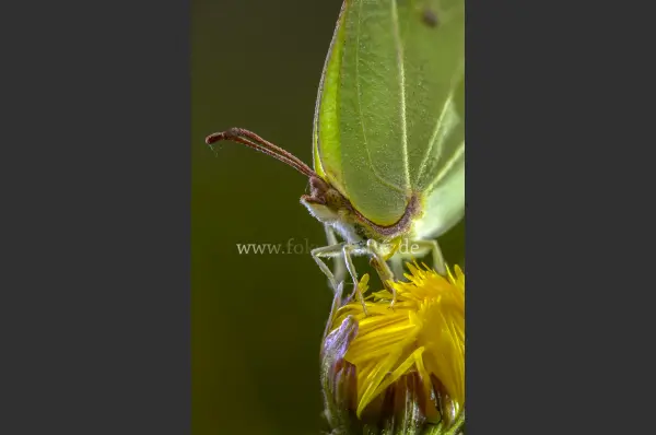 Fokus-Natur Bild