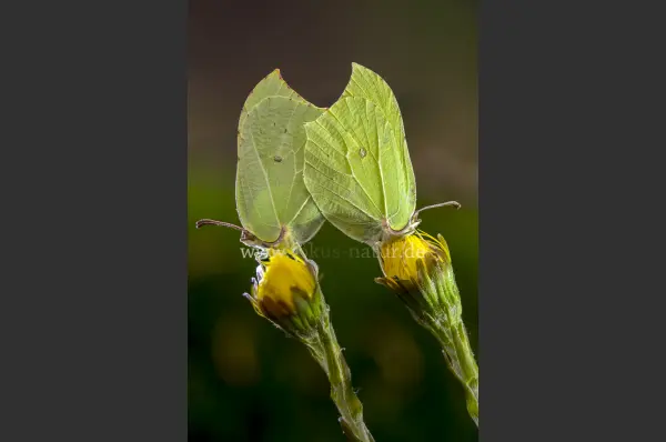 Fokus-Natur Bild