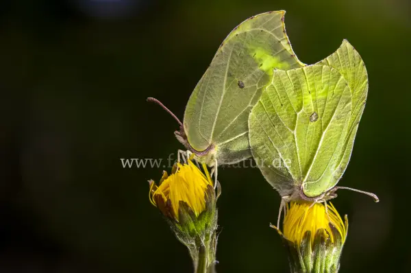 Fokus-Natur Bild