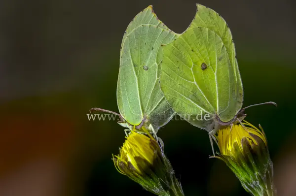 Fokus-Natur Bild