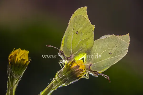 Fokus-Natur Bild