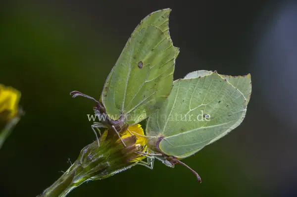 Fokus-Natur Bild