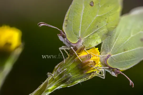 Fokus-Natur Bild