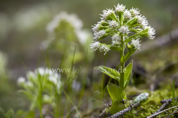 Fokus-Natur Bild
