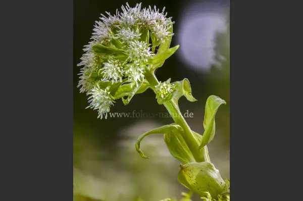 Fokus-Natur Bild