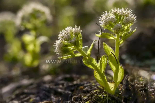 Fokus-Natur Bild