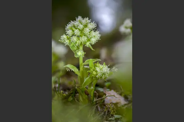 Fokus-Natur Bild