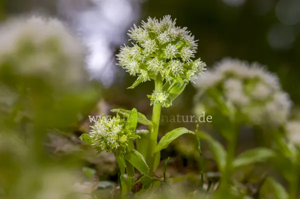 Fokus-Natur Bild