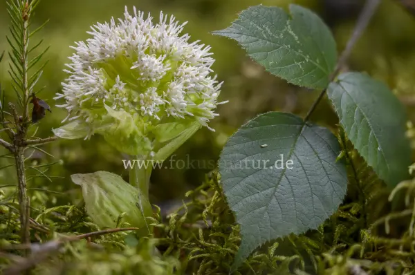 Fokus-Natur Bild