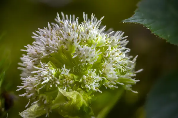 Fokus-Natur Bild