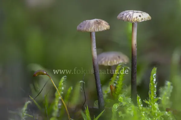 Fokus-Natur Bild