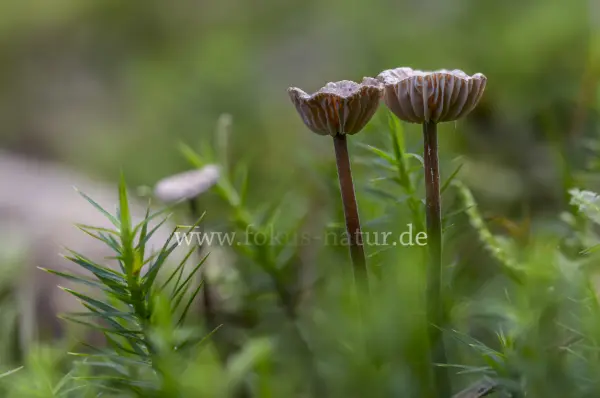 Fokus-Natur Bild
