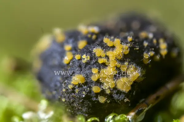 Fokus-Natur Bild