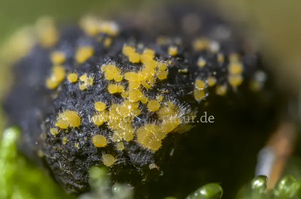 Fokus-Natur Bild