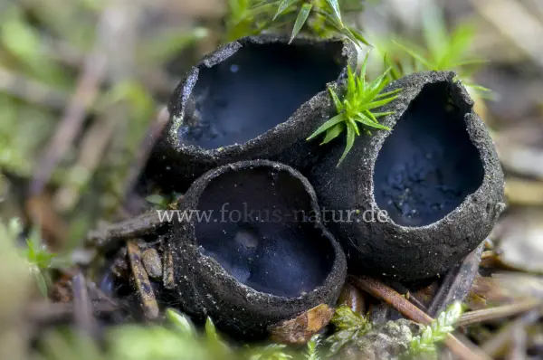 Fokus-Natur Bild
