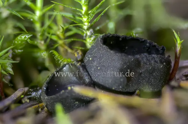 Fokus-Natur Bild