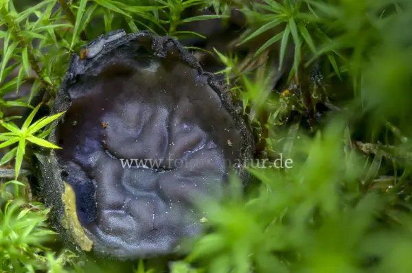 Fokus-Natur Bild