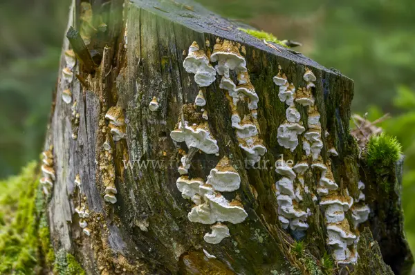 Fokus-Natur Bild
