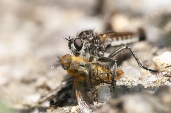 Fokus-Natur Bild