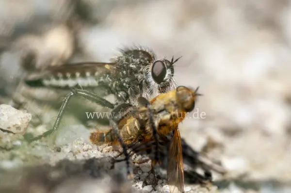 Fokus-Natur Bild