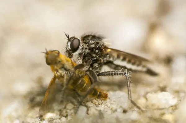 Fokus-Natur Bild