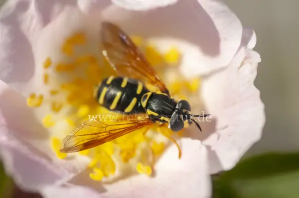 Fokus-Natur Bild