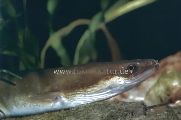 Fokus-Natur Bild