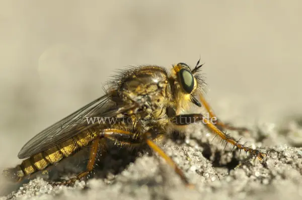 Fokus-Natur Bild