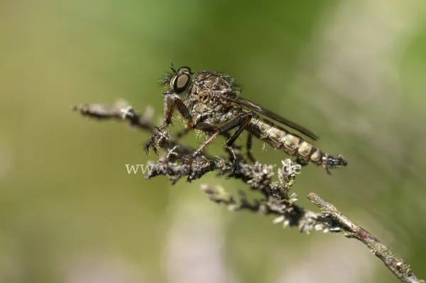 Fokus-Natur Bild
