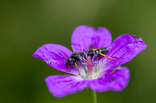 Fokus-Natur Bild