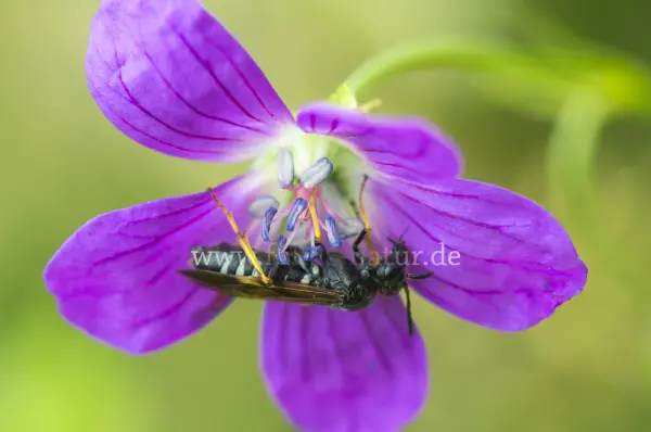 Fokus-Natur Bild