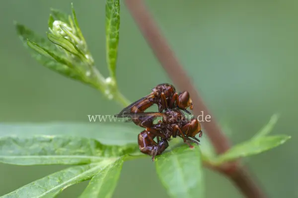 Fokus-Natur Bild