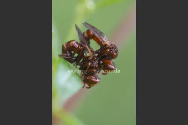 Fokus-Natur Bild